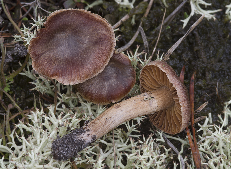 Cortinarius fusisporus